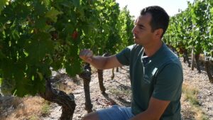 Vincent Denis dans les vignes du domaine Famille Denis, à quelques jours du début des vendanges. | La Lyssoise - KÉVIN NICOULEAUD