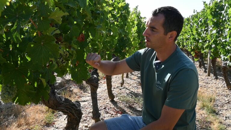 Vincent Denis dans les vignes du domaine Famille Denis, à quelques jours du début des vendanges. | La Lyssoise - KÉVIN NICOULEAUD