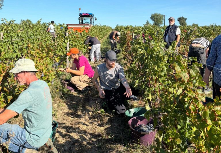 Les participants réunis dans les rangs de vigne pour récolter les raisins lors des vendanges ouvertes de La Rebellerie. | Catherine Keip