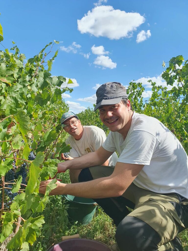 Familles, amis et voisins ont participé à la récolte des raisins dans une ambiance conviviale. | Catherine Keip